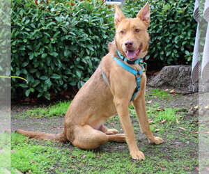 Levi - Male Mutt Dog for Adoption - Photo #2