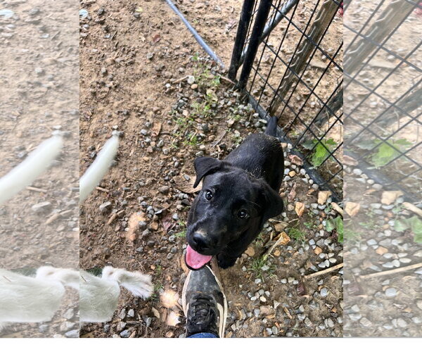 Medium Photo #3 Labrador Retriever-Unknown Mix Puppy For Sale in Tracy City, TN, USA