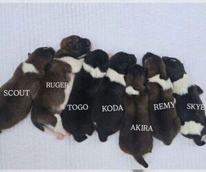 Akita Litter for sale in STRAFFORD, MO, USA