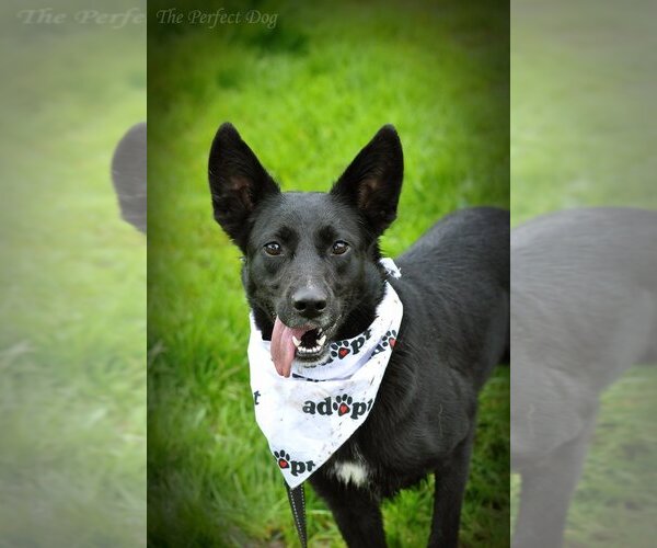 Medium Photo #4 German Shepherd Dog Puppy For Sale in Milpitas, CA, USA