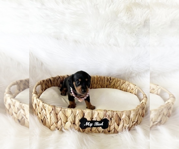 Medium Photo #2 Dachshund Puppy For Sale in DAVIS, CA, USA