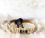 Small #1 Dachshund