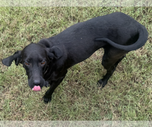 Stryker - Male Coonhound-Unknown Mix Dog for Adoption - Photo #2