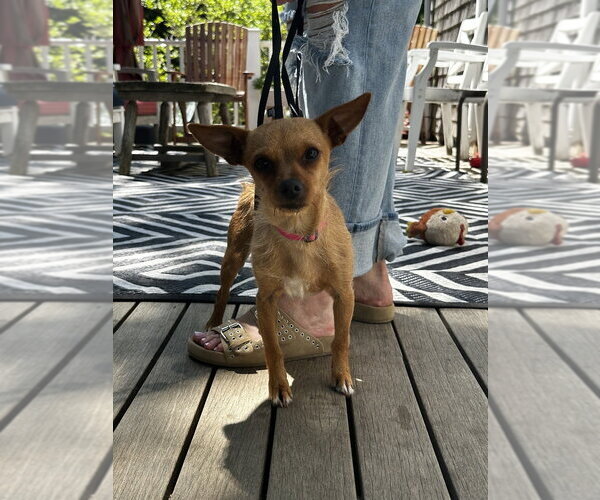 Medium Photo #15 Chihuahua Puppy For Sale in Oak Bluffs, MA, USA