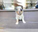 Small #5 Miniature Australian Shepherd