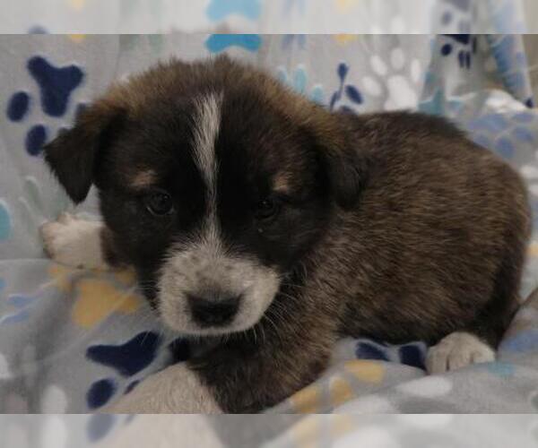 Medium Photo #1 Mutt Puppy For Sale in Thief River Falls, MN, USA