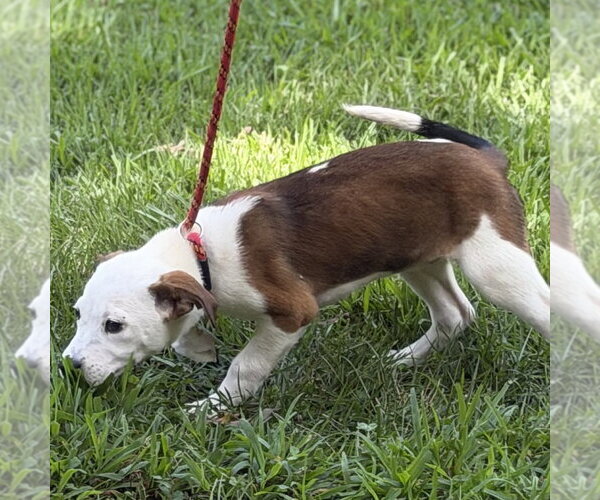 Medium Photo #2 Beagle Puppy For Sale in Yardley, PA, USA