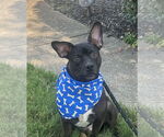Small #3 Mutt