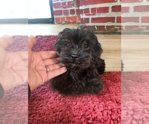 Morkie-Poodle (Miniature) Mix Puppy for sale in NILES, MI, USA