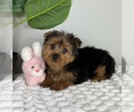 Small Photo #5 Yorkshire Terrier Puppy For Sale in FRANKLIN, IN, USA