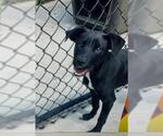 Small #1 Rottweiler Mix
