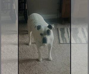 Boxer-Unknown Mix Dogs for adoption in Winston Salem, NC, USA