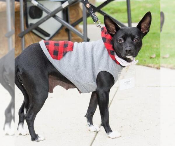 Medium Photo #3 Chihuahua-Unknown Mix Puppy For Sale in San Diego, CA, USA