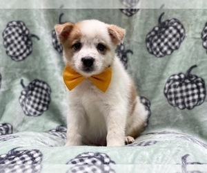 Texas Heeler Puppy for sale in LAKELAND, FL, USA