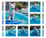 Small Photo #1 Pomsky Puppy For Sale in NILES, OH, USA