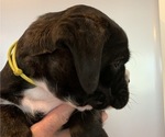Small Photo #3 Boxer Puppy For Sale in WILMINGTON, NC, USA