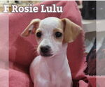 Small #11 Chiweenie
