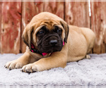 Small Photo #21 Mastiff Puppy For Sale in WAKARUSA, IN, USA