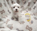 Small Photo #7 Bichon Frise Puppy For Sale in WINSTON SALEM, NC, USA