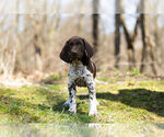 Small Photo #3 German Shorthaired Pointer Puppy For Sale in BRISTOL, IN, USA