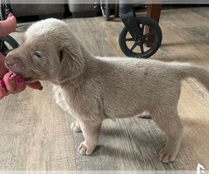 Labrador Retriever Puppy for sale in OSYKA, MS, USA