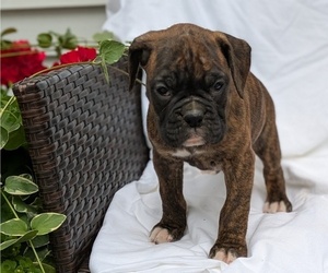 Medium Boxer