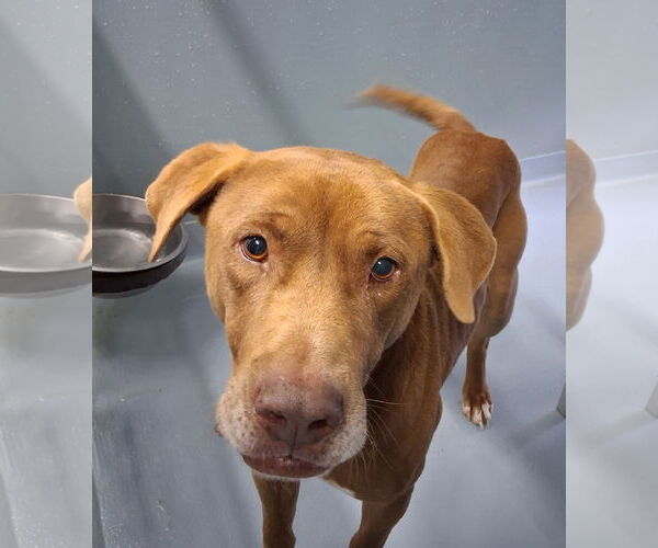 Medium Photo #1 Labrador Retriever-Unknown Mix Puppy For Sale in Sheboygan, WI, USA