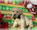 Small Photo #3 Labrador Retriever Puppy For Sale in LANCASTER, PA, USA