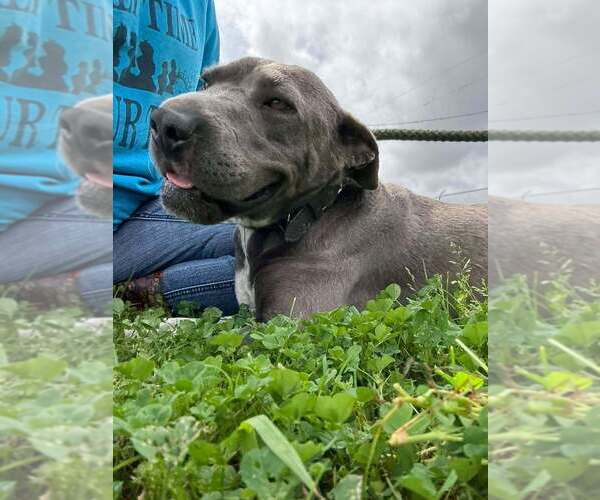 Medium Photo #4 Mutt Puppy For Sale in Abbeville, LA, USA