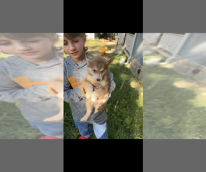 Siberian Husky Puppy for sale in NEW PORT RICHEY, FL, USA