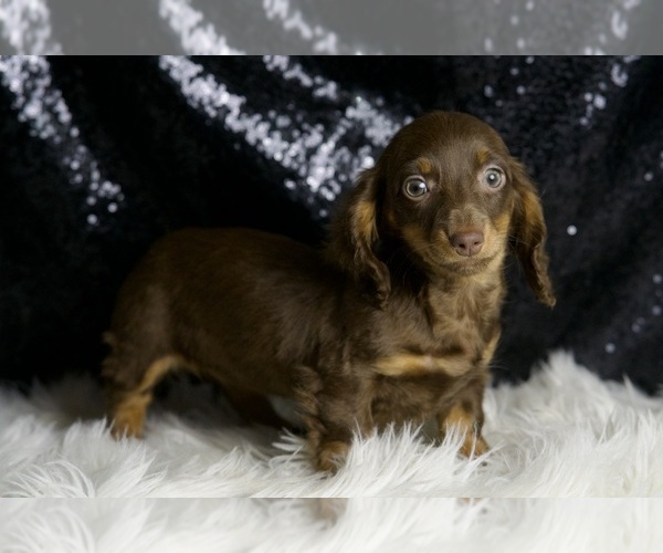 Medium Photo #4 Dachshund Puppy For Sale in WARSAW, IN, USA