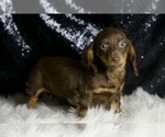 Small #3 Dachshund