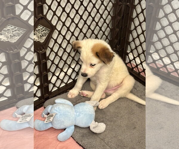 Medium Photo #5 Jack Russell Terrier-Parson Russell Terrier Mix Puppy For Sale in Holly Springs, NC, USA