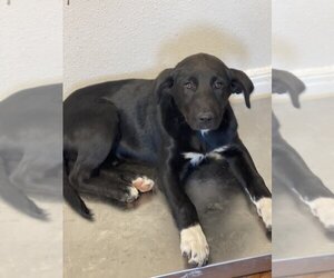 Labrador Retriever-Unknown Mix Dogs for adoption in Bolivar, MO, USA
