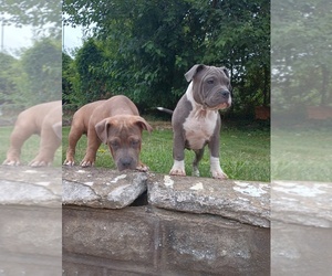 American Bully-American Pit Bull Terrier Mix Puppy for sale in LAWNSIDE, NJ, USA