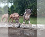 Small American Bully-American Pit Bull Terrier Mix