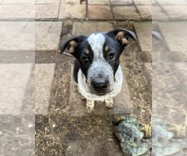 Medium Photo #1 Mutt Puppy For Sale in Sebec, ME, USA