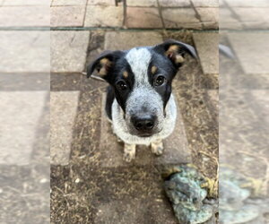 Mutt Dogs for adoption in Sebec, ME, USA