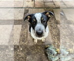 Small Mutt