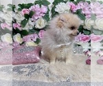 Small Photo #96 Pomeranian Puppy For Sale in HAYWARD, CA, USA