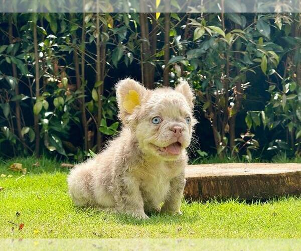 Medium Photo #1 French Bulldog Puppy For Sale in DAYTON, OH, USA