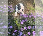 Small #9 Boston Terrier