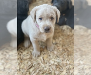 Labrador Retriever Puppy for sale in OUTLOOK, WA, USA