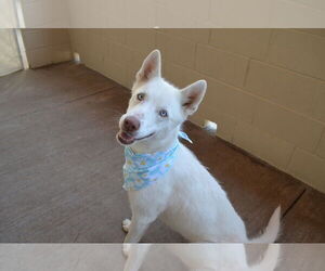 Huskies -Unknown Mix Dogs for adoption in McKinney, TX, USA