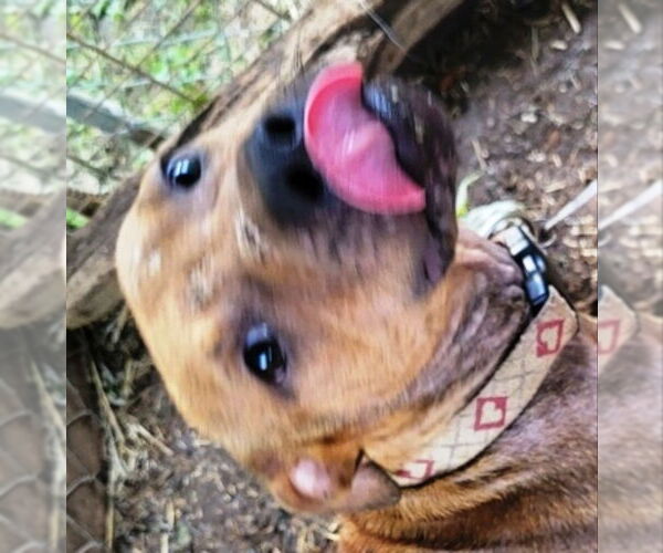 Medium Photo #4 Mutt Puppy For Sale in Fairfax, VA, USA