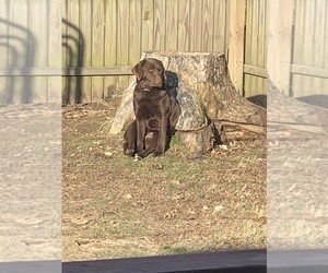 Mother of the Labrador Retriever puppies born on 12/18/2021