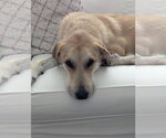 Small #1 Great Pyrenees