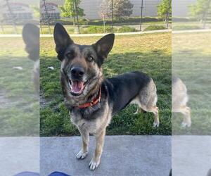 German Shepherd Dog-Unknown Mix Dogs for adoption in Elk Grove, CA, USA