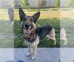 Small German Shepherd Dog Mix