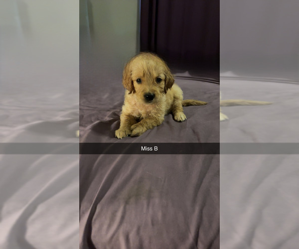 Medium Photo #2 Golden Retriever Puppy For Sale in TONGANOXIE, KS, USA